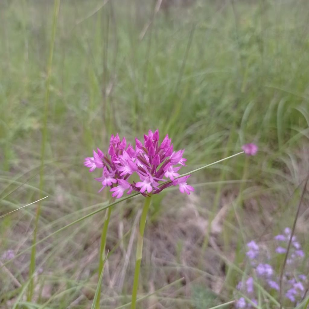 Anacamptis berica?